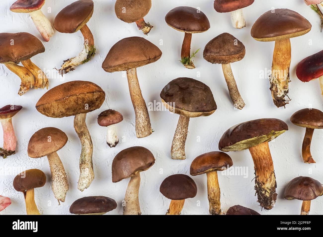 Un set di funghi commestibili diversi. Sfondo di funghi. Cibo. Fungo bianco, volano, boleto, russula. Motivo vista dall'alto. Foto Stock