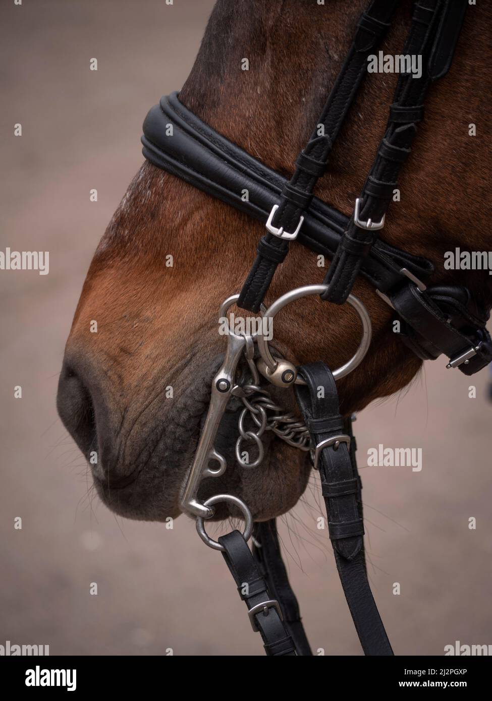 Primo piano dell'occhio del cavallo di dressage con l'halter del cuoio con i piccoli particolari del diamante su esso. Foto Stock