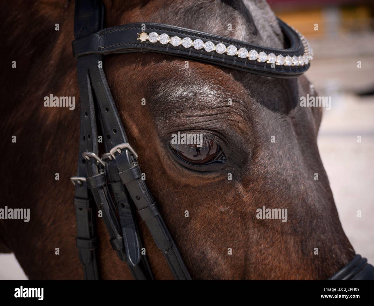 Primo piano orizzontale dell'occhio del cavallo di dressage con l'halter del cuoio con i piccoli particolari del diamante su esso. Foto Stock