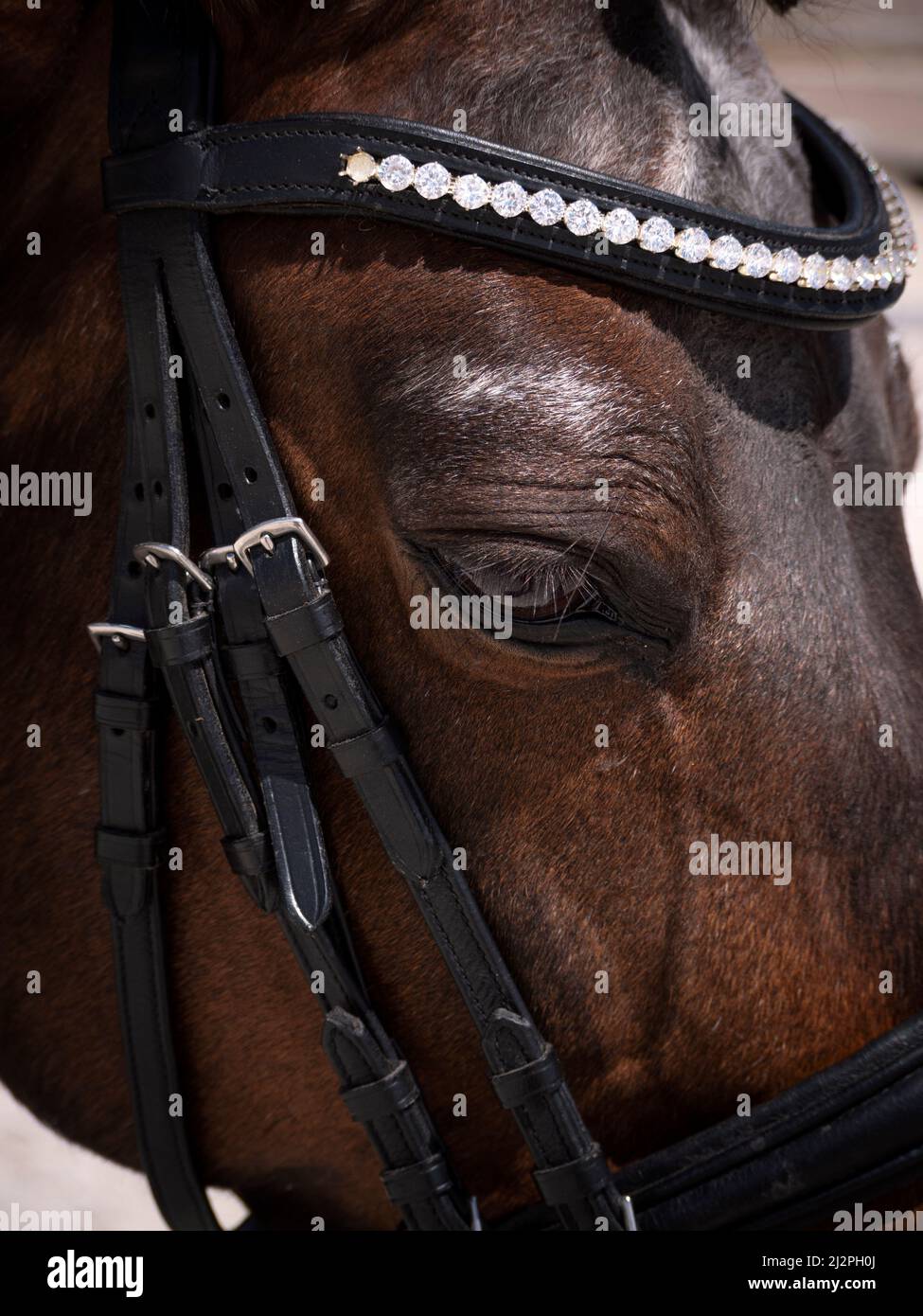 Primo piano dell'occhio del cavallo di dressage con l'halter del cuoio con i piccoli particolari del diamante su esso. Foto Stock