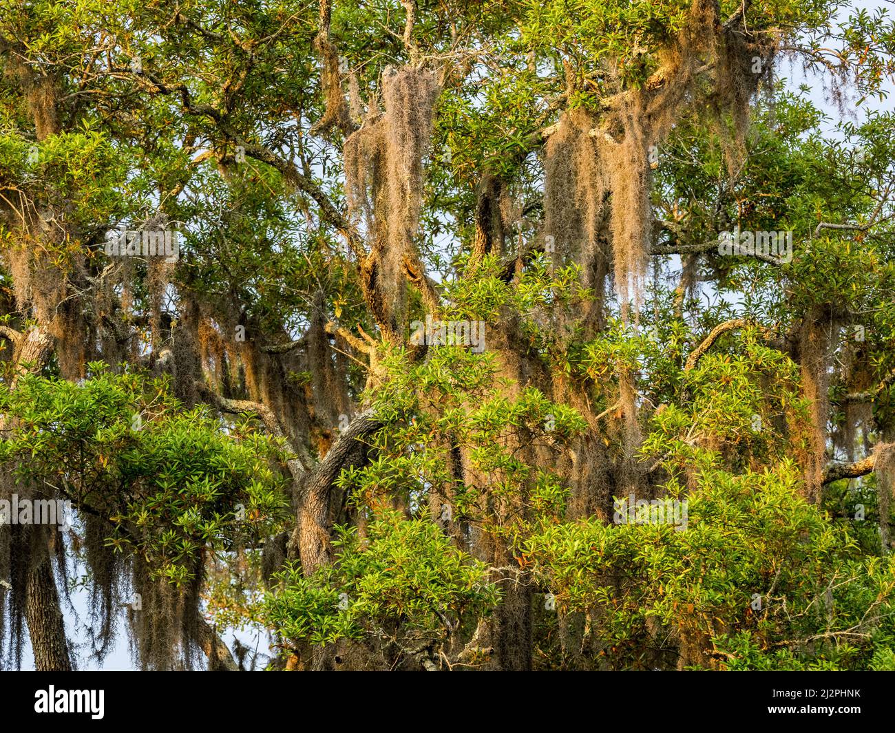 Quercia ricoperta di muschio spagnolo (Tillandsia usneoides) in Parker, Florida. Foto Stock