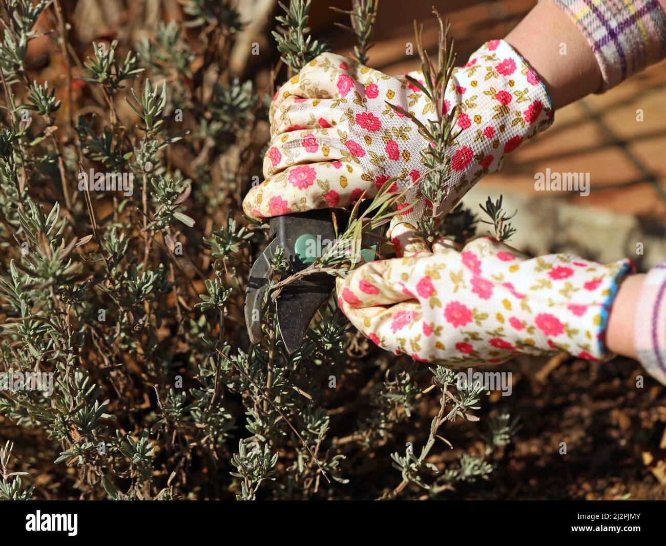 la mano femminile in guanti di fiore contiene forbici di bypass e taglia cespuglio di lavanda, primo piano di lavori stagionali in giardino Foto Stock