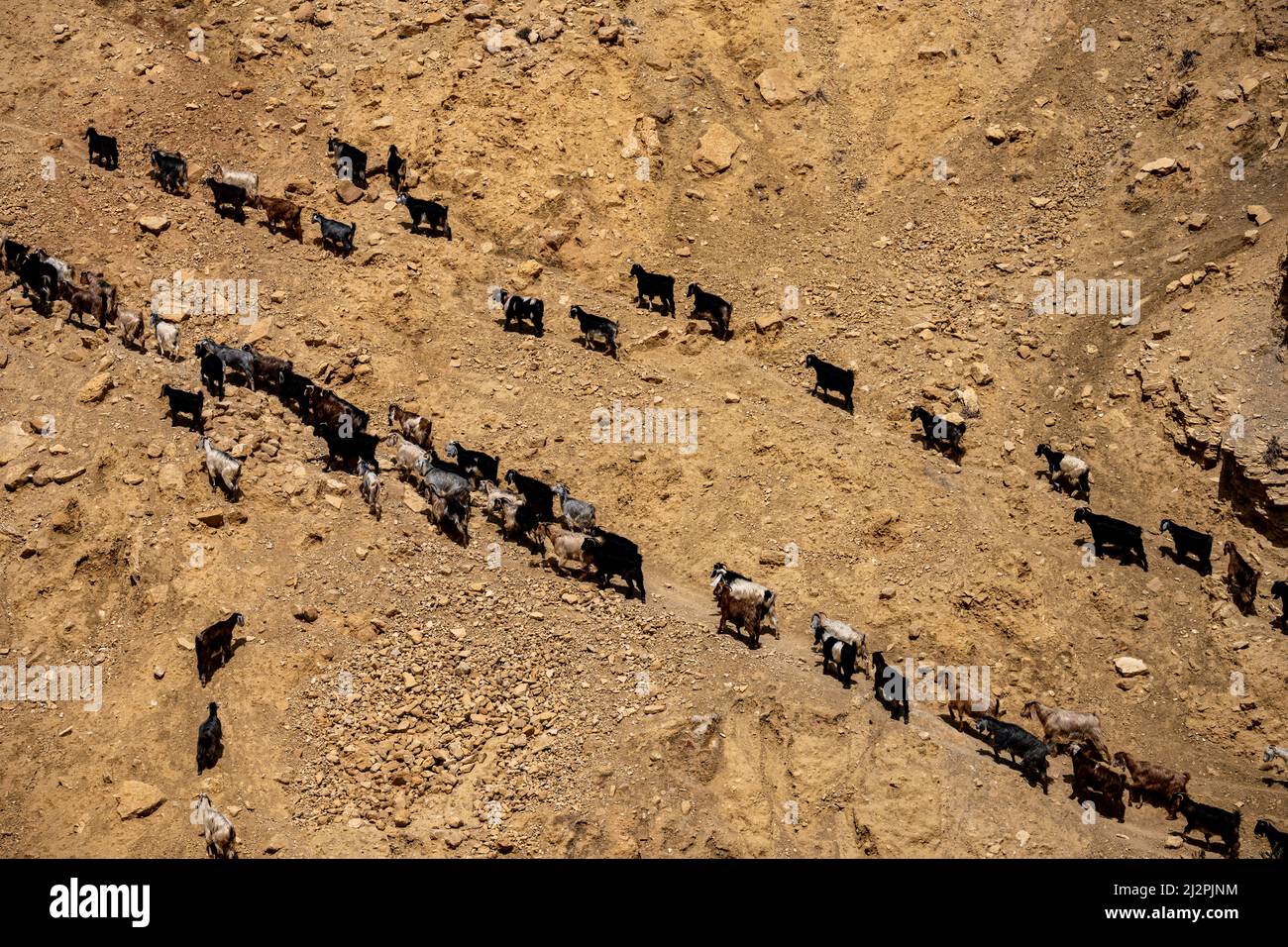 Capre che vanno al pascolo. Giordania Foto Stock