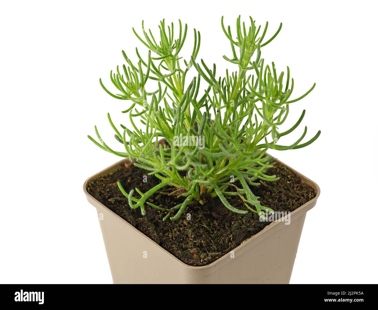 Artemisia caucasica, mugwort caucasico, pianta di erbe in vaso isolato su sfondo bianco, primo piano di giros erba Foto Stock