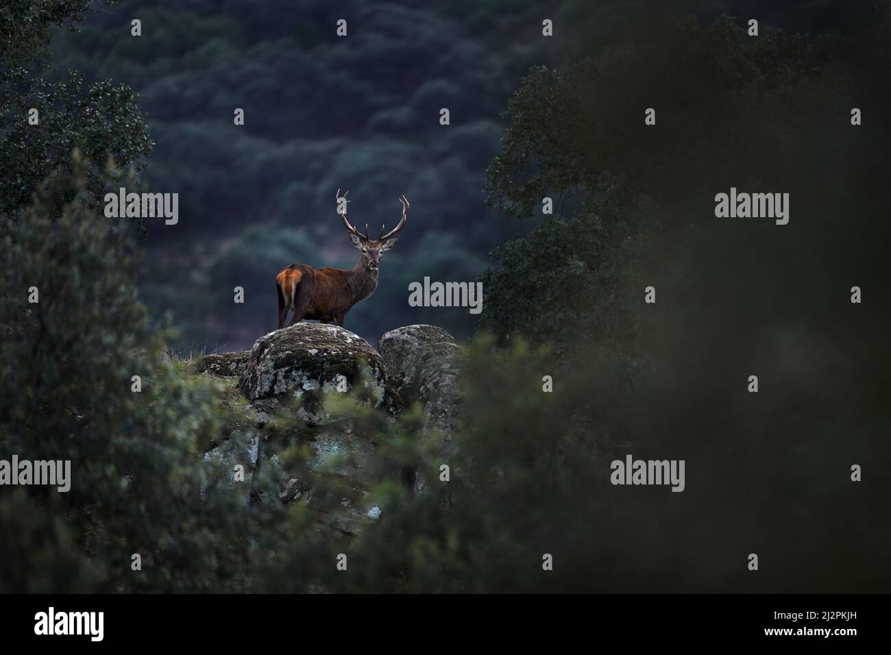Cervi dalla Spagna nella Sierra de Andujar. Rutting stagione cervo rosso, maestoso potente animale fuori dal bosco, grande animale in habitat foresta. Wildl Foto Stock