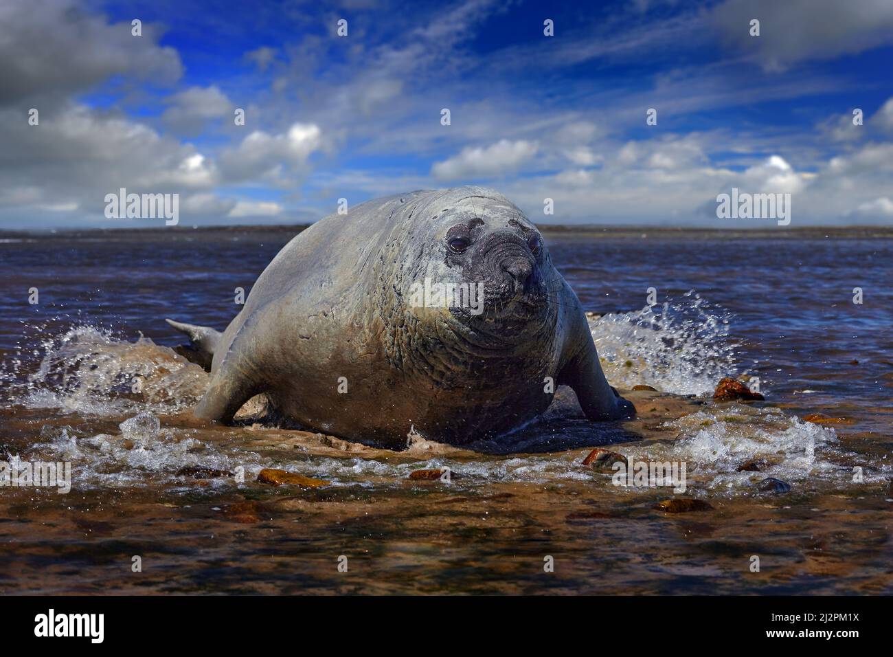 Georgia del Sud nell'Oceano Atlantico. Elephant Seal sdraiato in stagno d'acqua, cielo blu scuro, Isole Falkland. Sigillare con un muso aperto. Arrabbiato pericoloso maschio di se Foto Stock