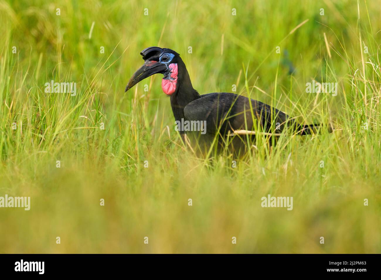 Abissinian terra hornbill, Bucorvus abyssinicus, grosso uccello nero dall'Uganda. Passeggiata Hornbill nel verde erba, uccello nell'habitat naturale. Fattura lunga a Foto Stock