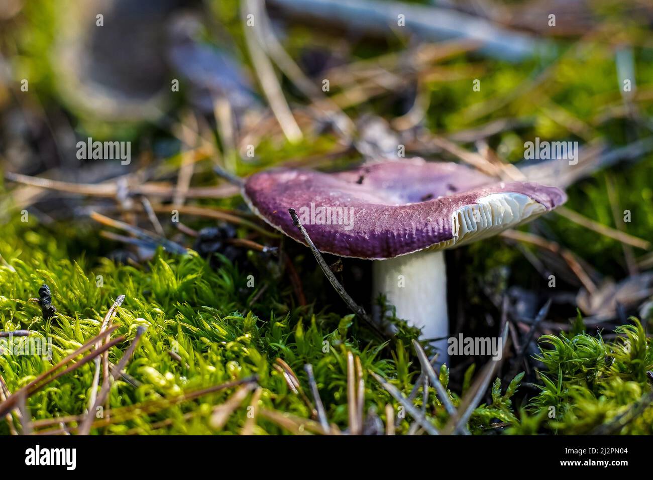 Russula con cappello viola. Crescita del boleto. Funghi commestibili sfondo. Foresta in autunno. Autunno natura. Raccogliere i funghi. Fungo. Foto Stock