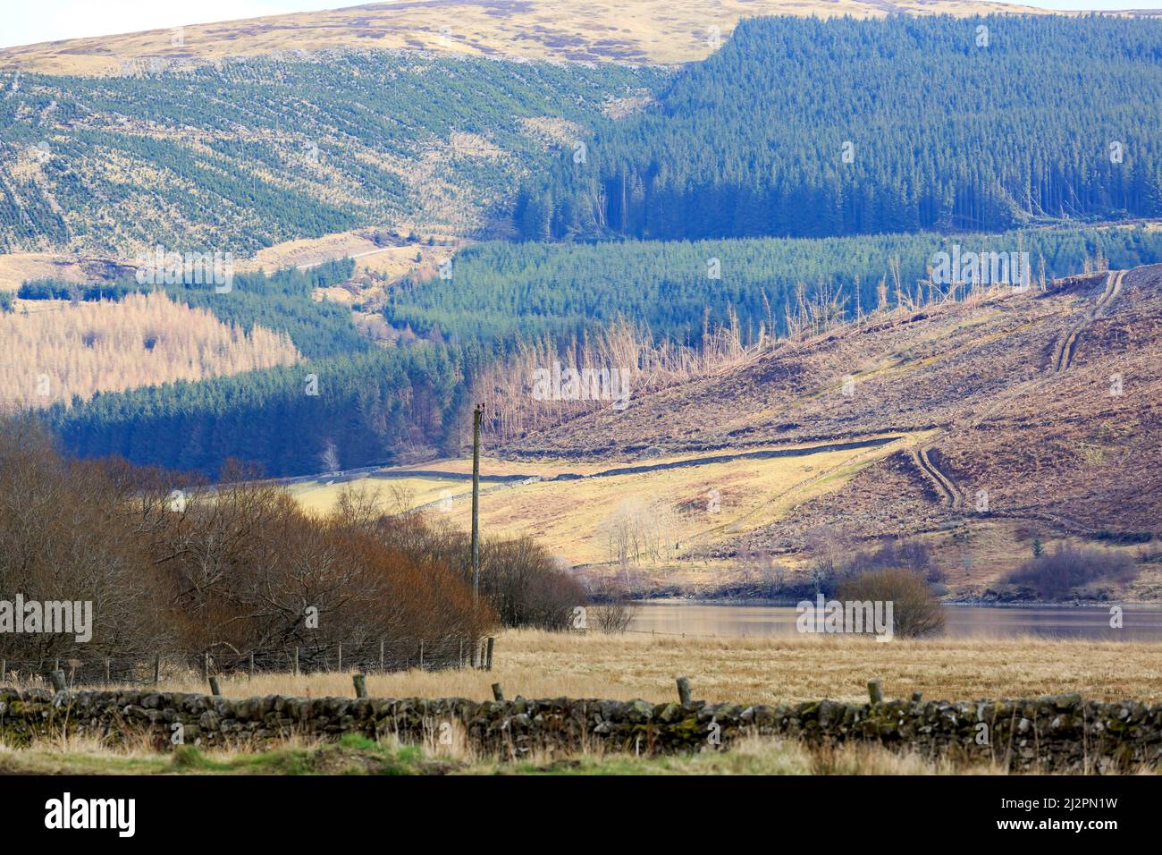 Vista primaverile sui terreni agricoli e la silvicoltura in prossimità dell'insediamento di Cappercleuch ai confini scozzesi, in Scozia Foto Stock