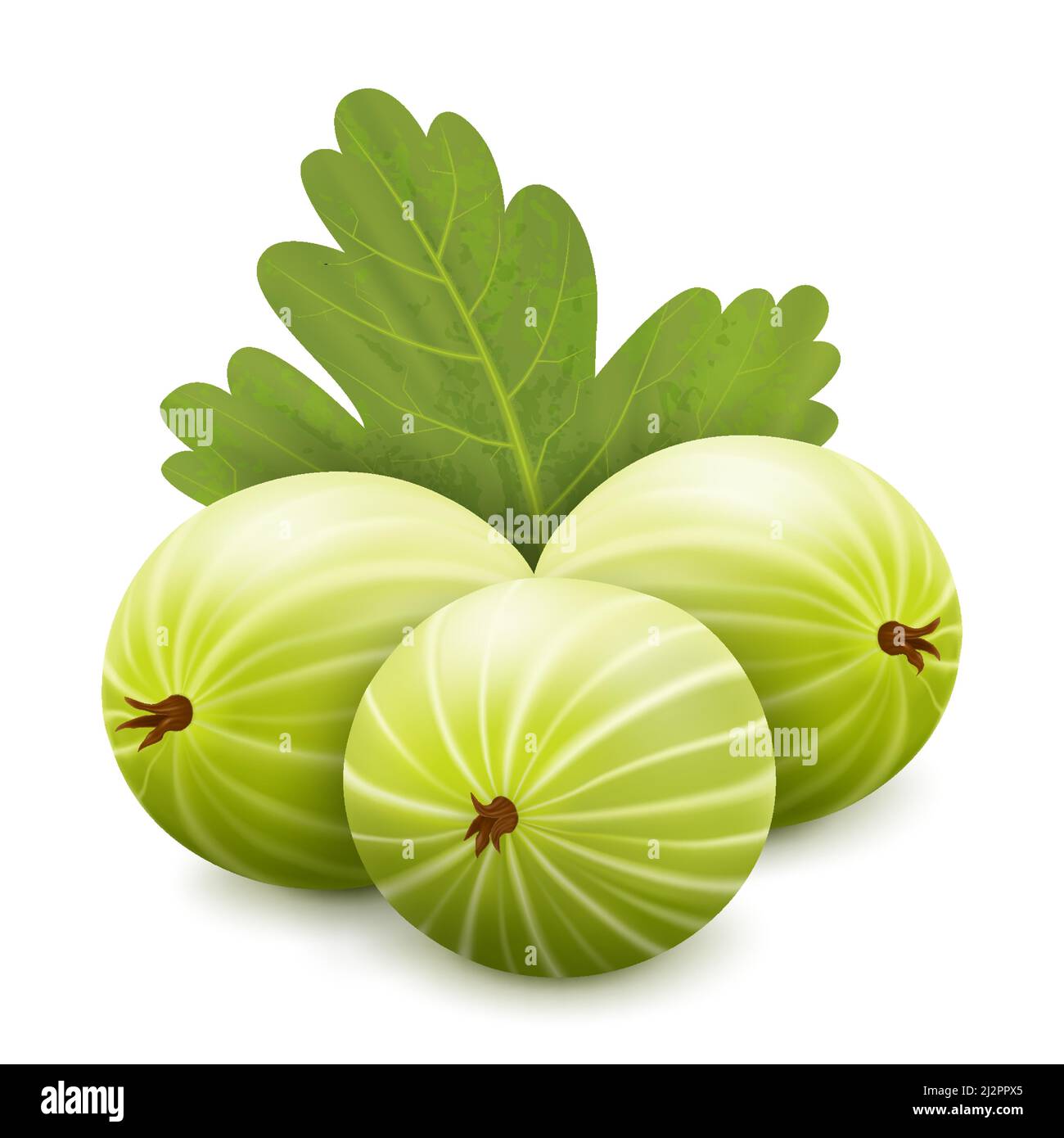 Illustrazione vettoriale gooseberry realizitc 3D. Bacche di Argus con foglie isolate su sfondo bianco. Icona del bush di uva spina Illustrazione Vettoriale