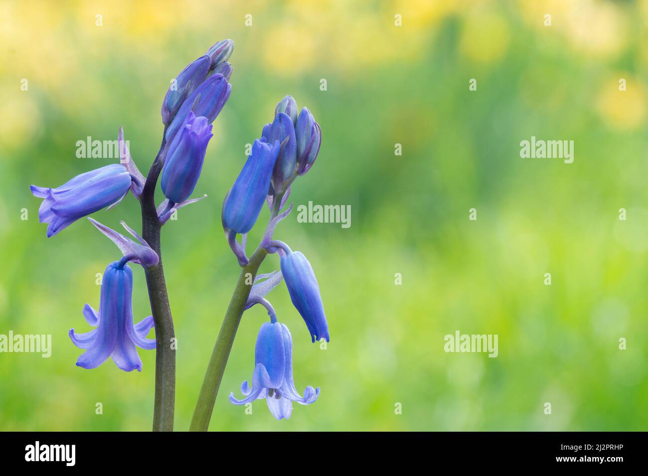 Bluebells nel vecchio cimitero di Southampton Foto Stock