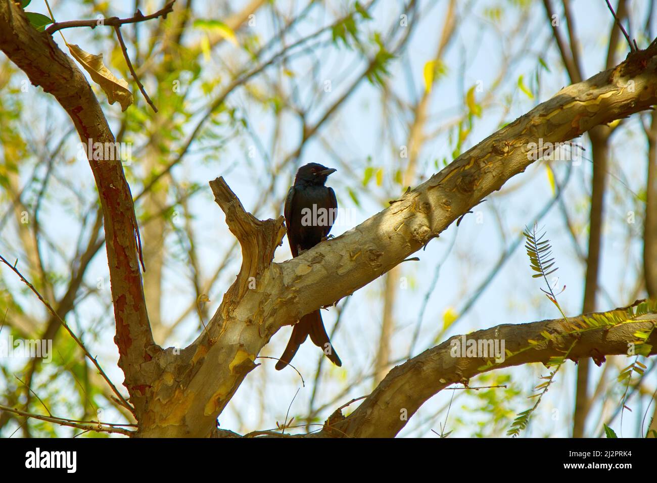 Treescape nella foresta pluviale con uccello. Black Drongo - Dicrurus macrocercus. India Foto Stock