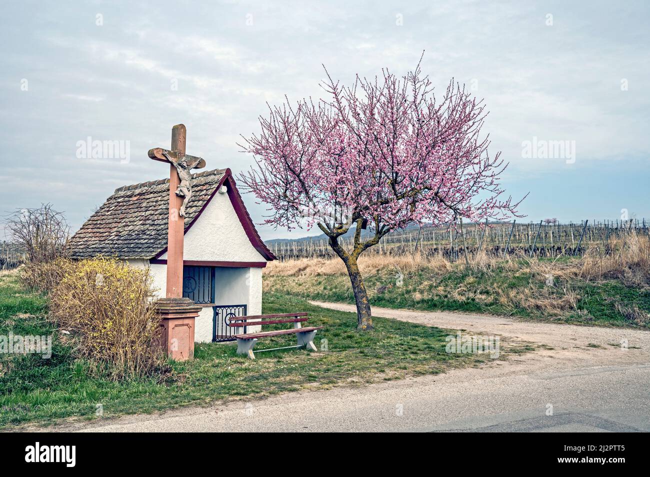 Kaiserstuhl (Baden-Wuerttemberg, Germania): Weinberge mit Kapelle im Frühling; cappella in primavera Foto Stock
