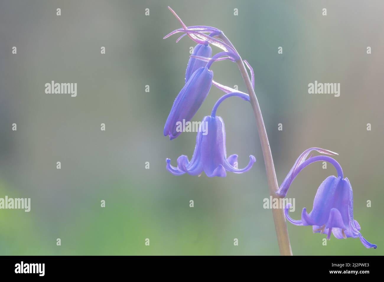 Bluebells nel vecchio cimitero di Southampton Foto Stock