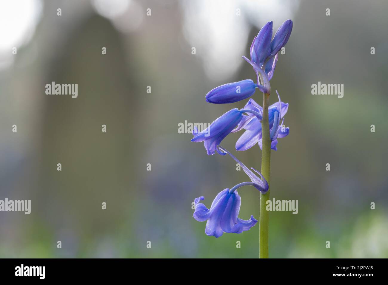 Bluebells nel vecchio cimitero di Southampton Foto Stock