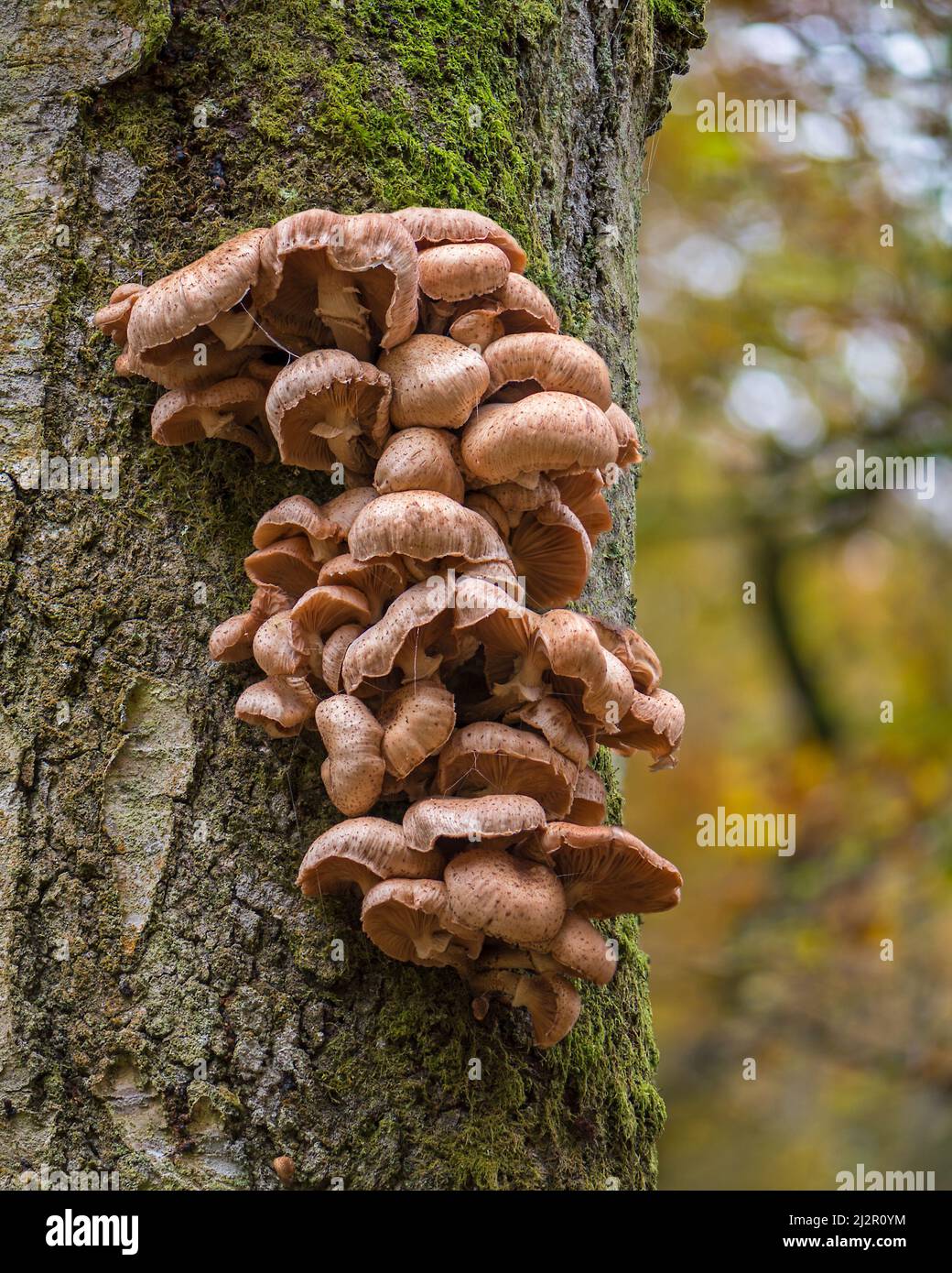 Funghi che crescono su tronchi morti nei boschi a Hodders Coombe vicino Holford sulle colline Quantock, Somerset, Inghilterra, Regno Unito Foto Stock