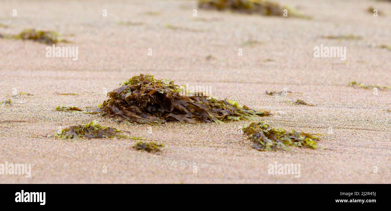 Alge si è lavato su una spiaggia a Malaga Spagna Foto Stock