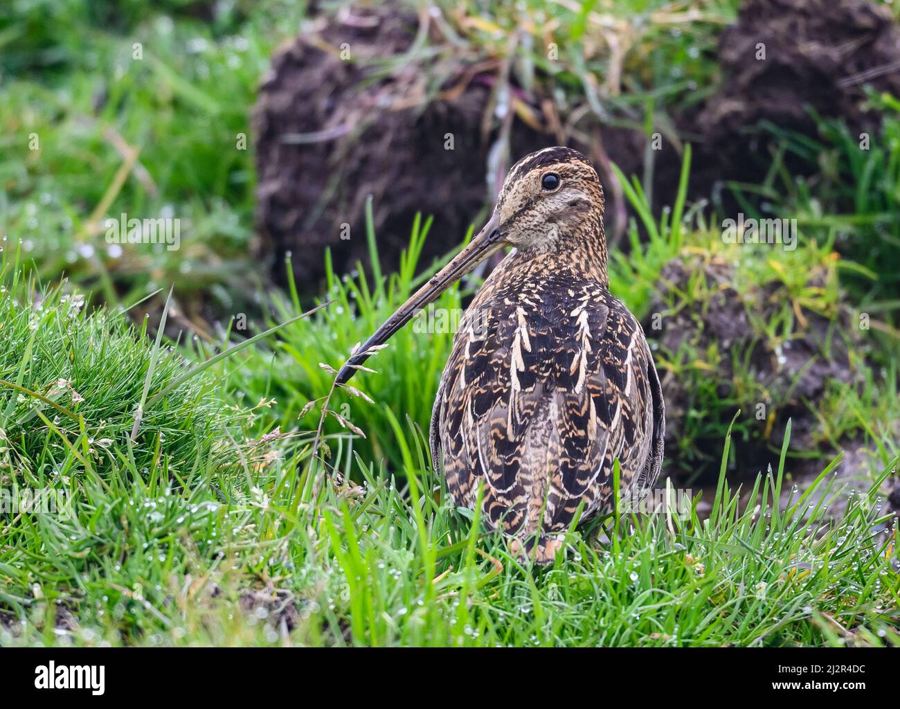 Una nible Snipe (Gallinago nobilis) in piedi in erba verde. Colombia, Sud America. Foto Stock