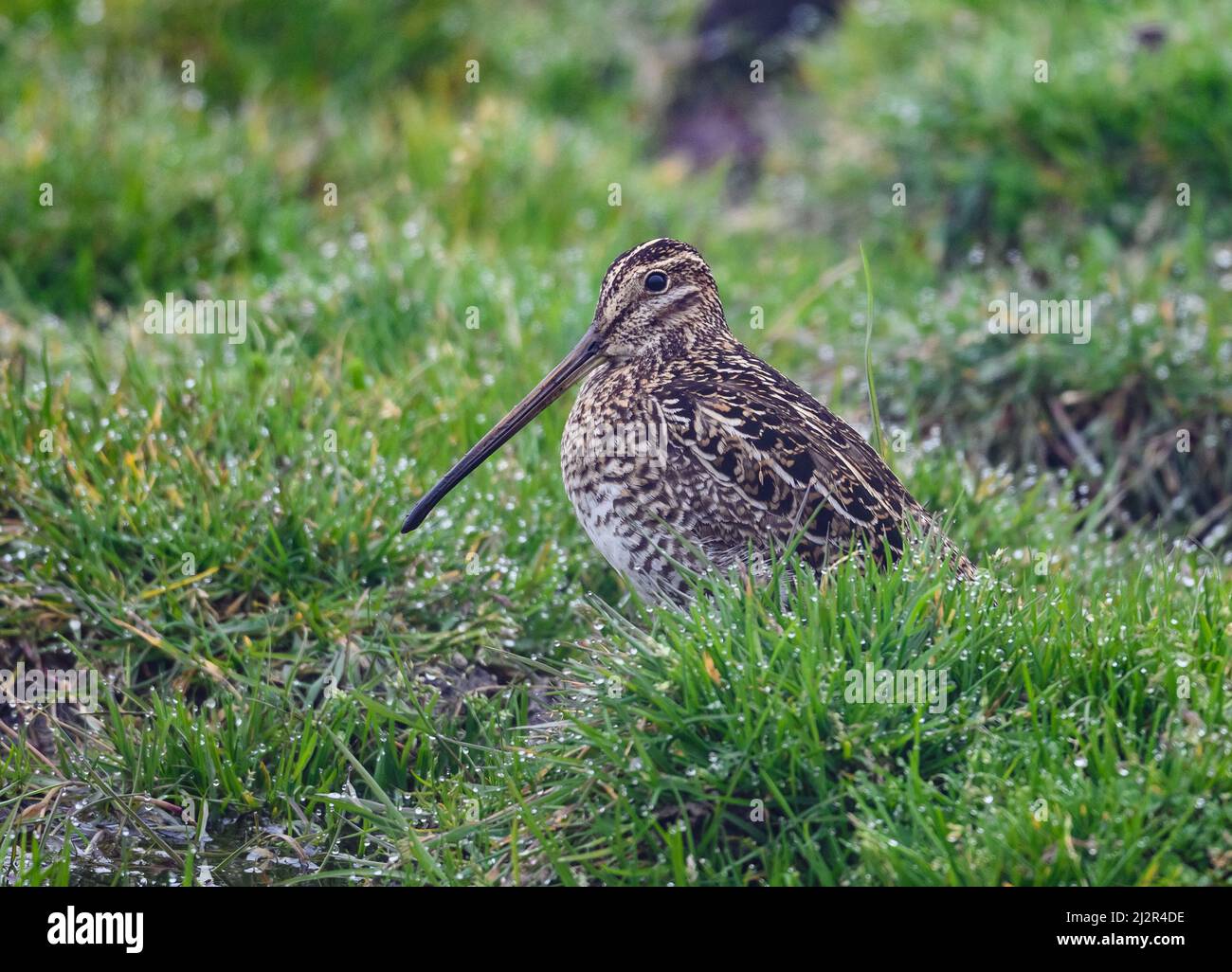 Una nible Snipe (Gallinago nobilis) in piedi in erba verde. Colombia, Sud America. Foto Stock