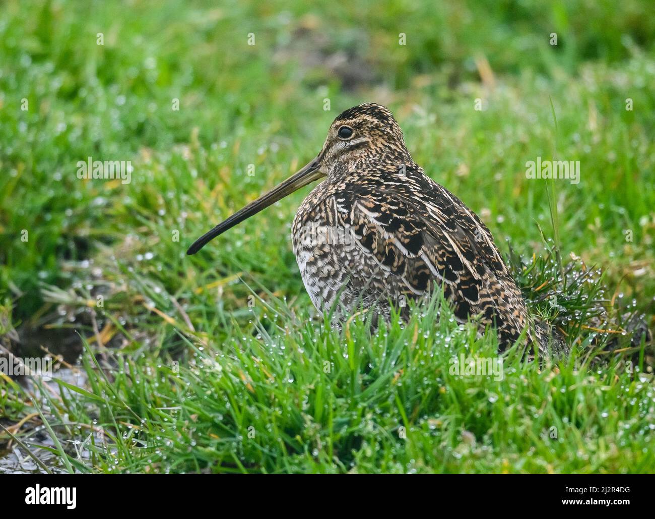 Una nible Snipe (Gallinago nobilis) in piedi in erba verde. Colombia, Sud America. Foto Stock