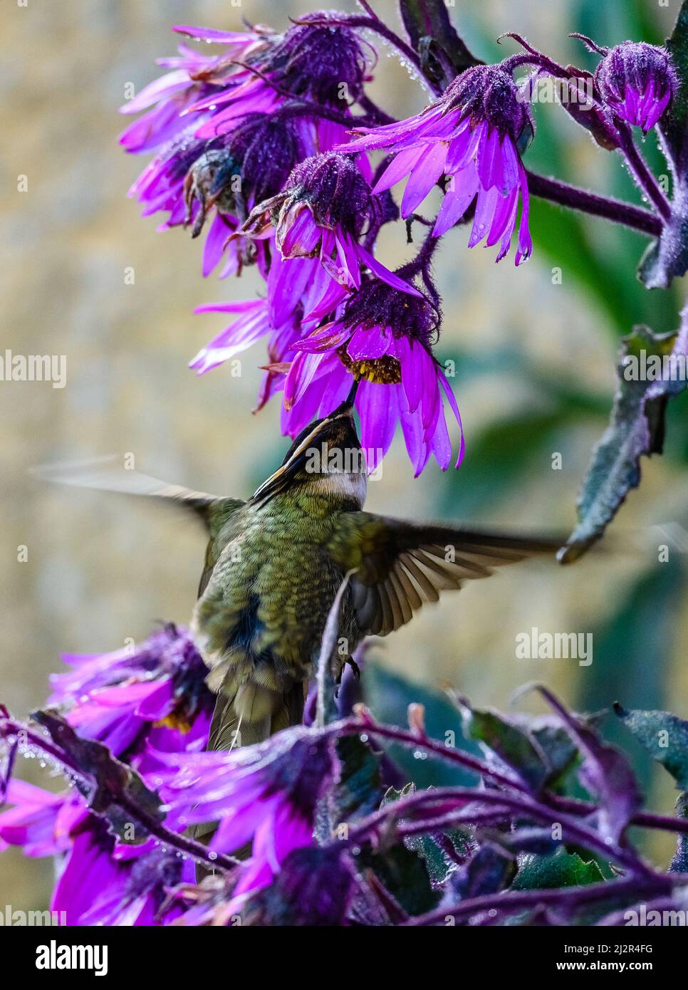 Un hummingbird Buffy Helmetcrest (Oxypogon stuebelii) che si alimenta di fiori viola. Colombia, Sud America. Foto Stock