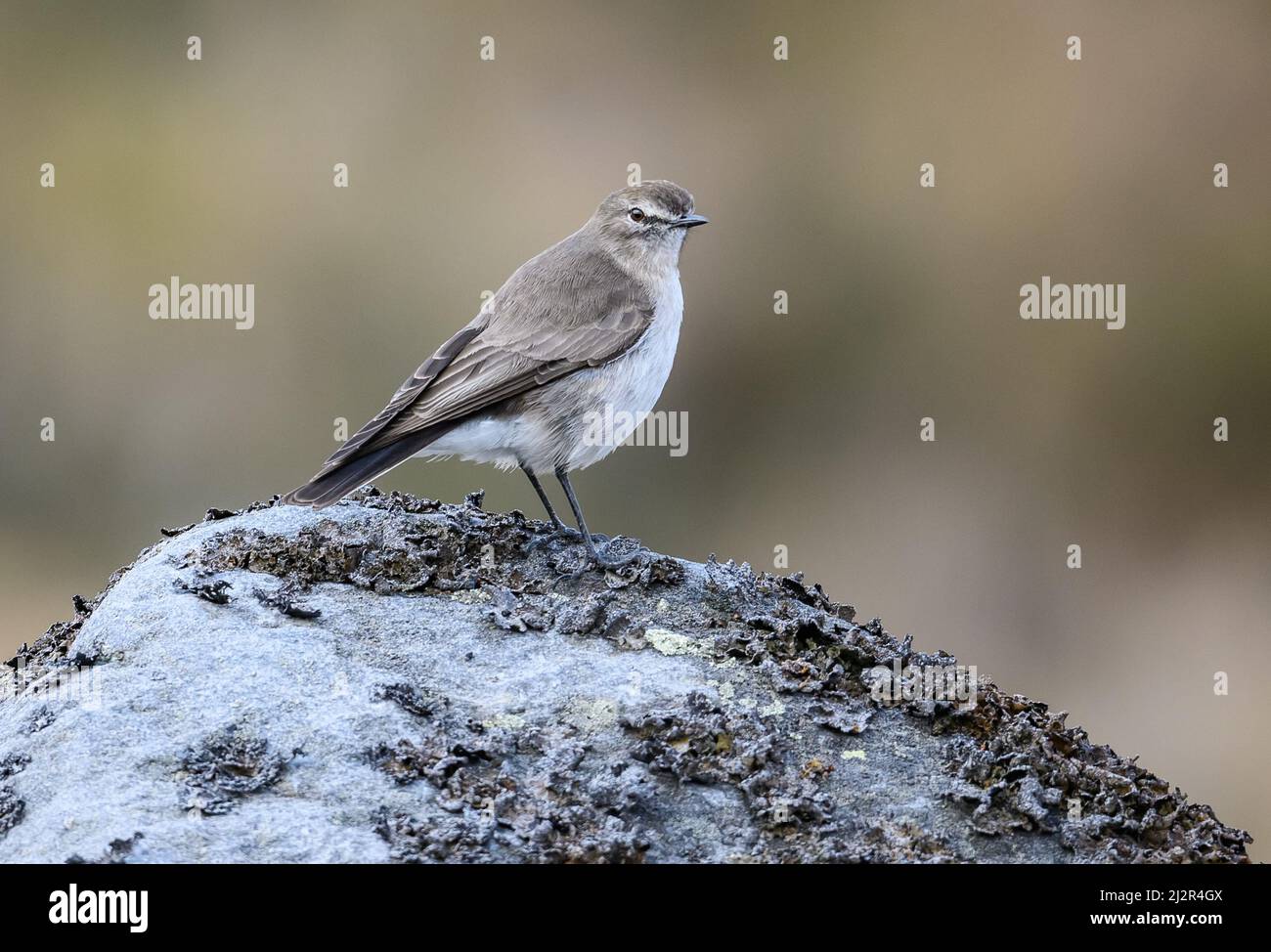 Un tyrant (Muscisaxicola alpinus) con tetto in terra su una roccia. Colombia, Sud America. Foto Stock