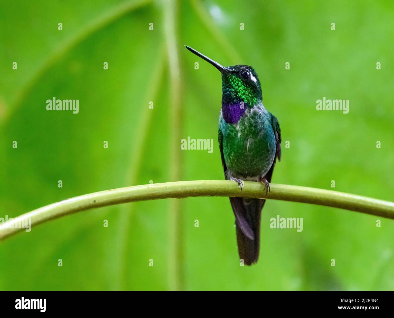 Un colibrì a punta bianca viola (Urostitte benjamini) arroccato su un ramo. Colombia, Sud America. Foto Stock