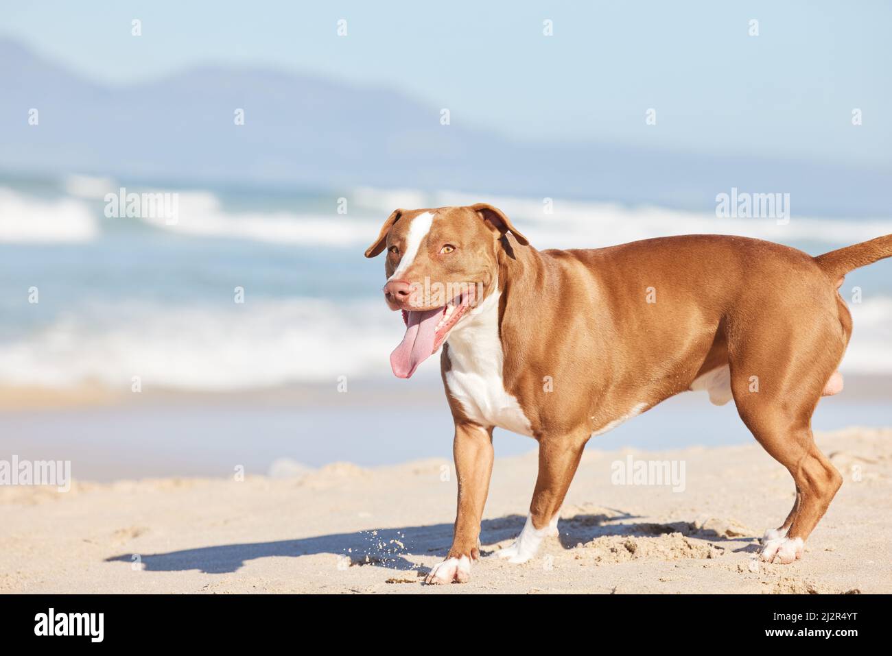 Un pit toro pregiato se c'era mai uno. Shot di un adorabile pit bull godendosi una giornata in spiaggia. Foto Stock