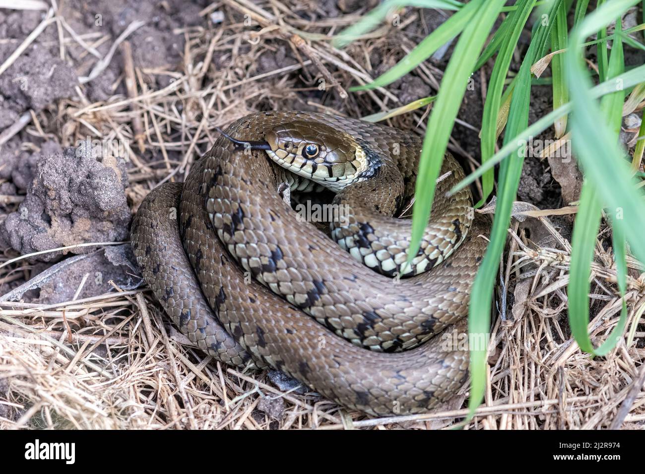 Erba serpente (Natrix natrix helvetica) avvolto, fauna selvatica britannica, Inghilterra, Regno Unito Foto Stock