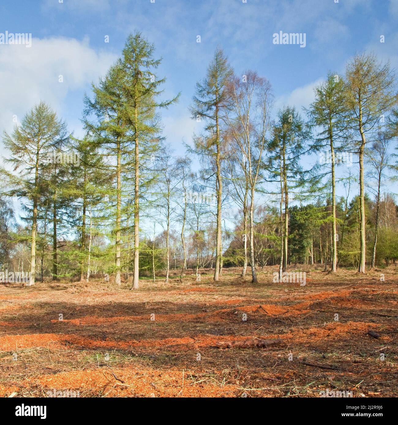 Phytophthora (specie diverse) si era anche spostato a larici su Cannock Chase Area di straordinaria bellezza naturale in primavera Staffordshire Foto Stock