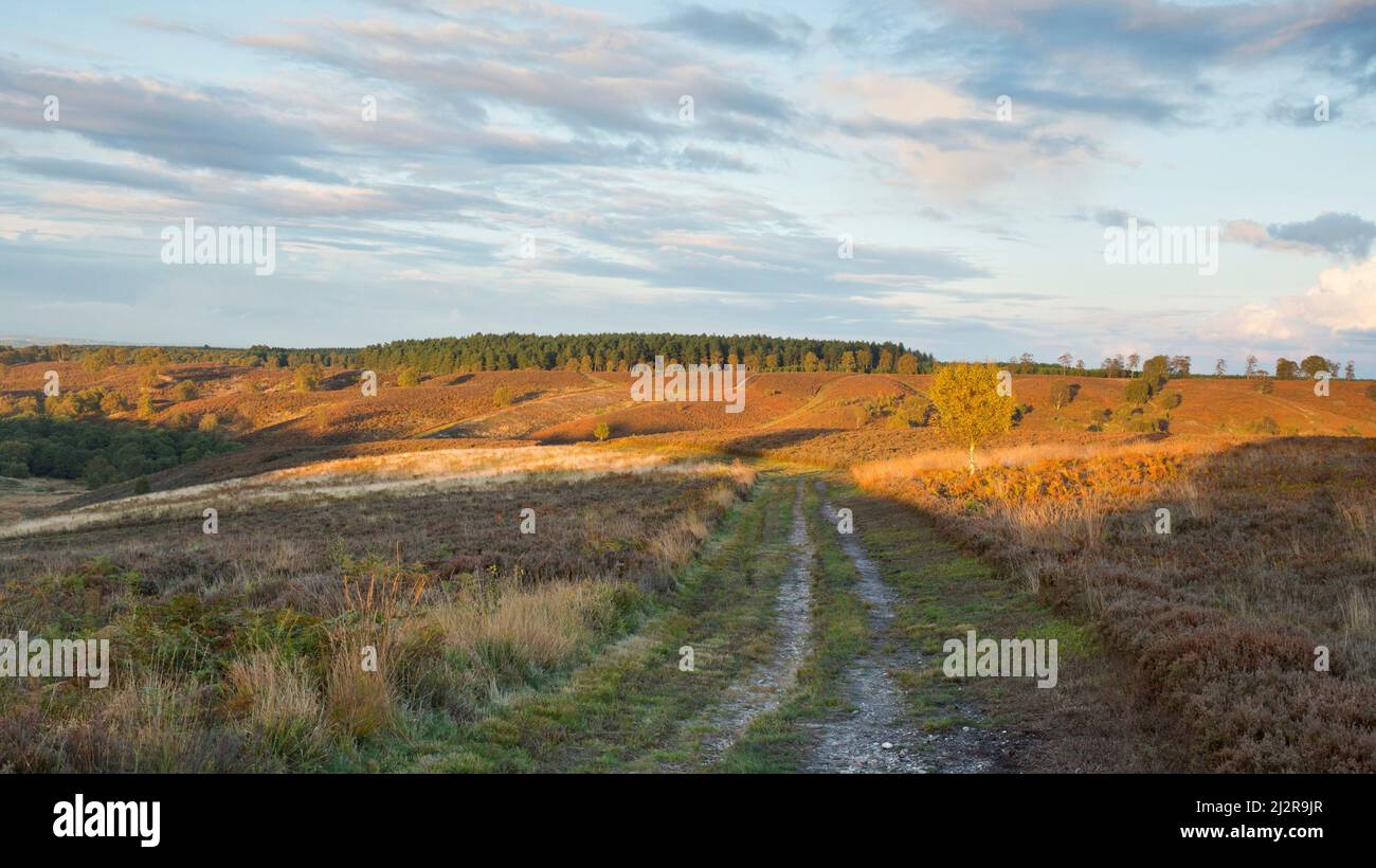 Vista attraverso la brughiera a un cielo drammatico sopra Cherry Tree Slade in autunno Cannock Chase Area of Outstanding Natural Beauty Staffordshire Foto Stock