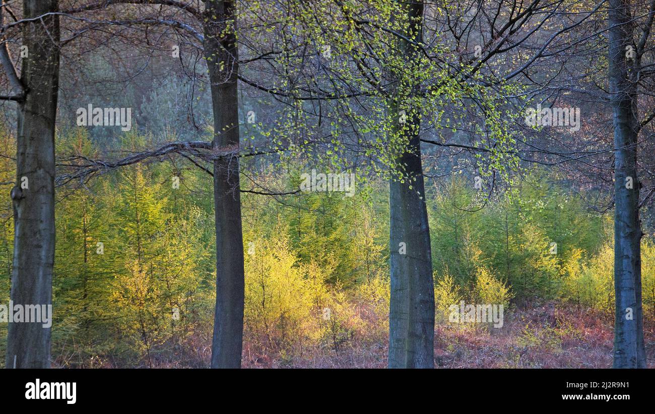 Foresta luce del mattino presto in primavera mostrando bellezza nella natura con modelli, forma e texture impressionanti, Cannock Forest con una tavolozza vibrante Foto Stock