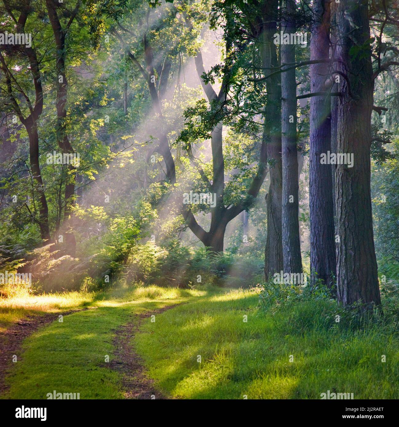 Erba percorso Woodland giro mattina presto nebbia e il sole filtrando attraverso gli alberi in estate Beaudesertel New Park Cannock Chase AONB Foto Stock