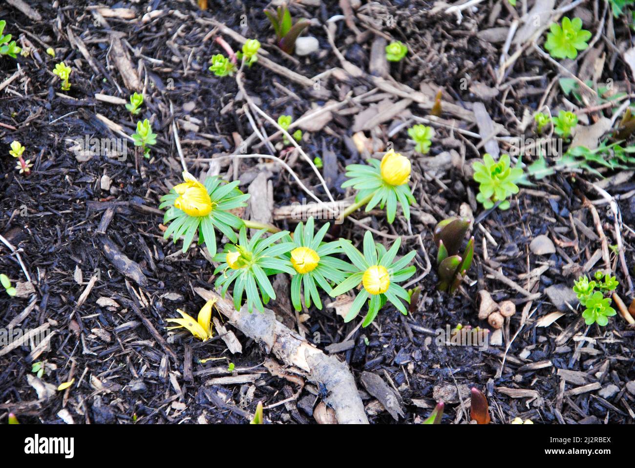 Fiori di aconite d'inverno nell'Ohio nord-orientale Foto Stock
