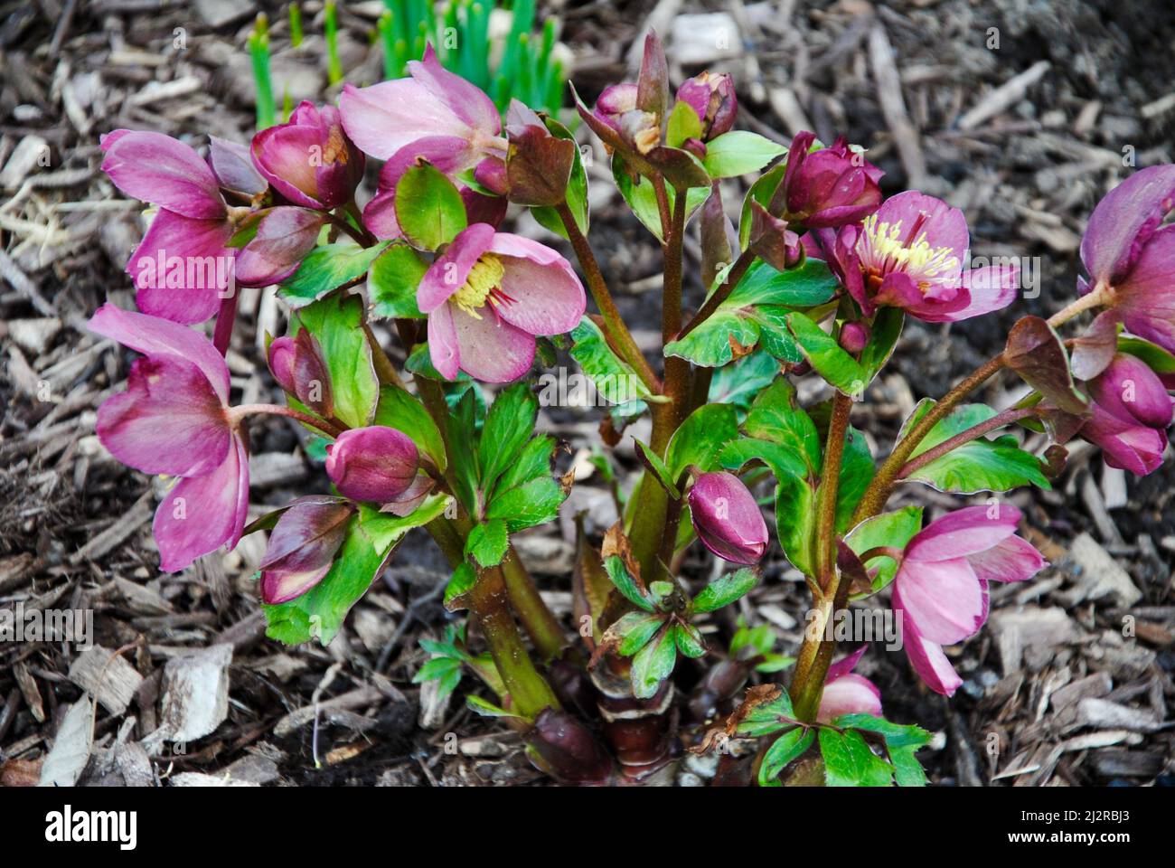 Inizio primavera Lenten Rose Helleborus nel nord-est dell'Ohio Foto Stock