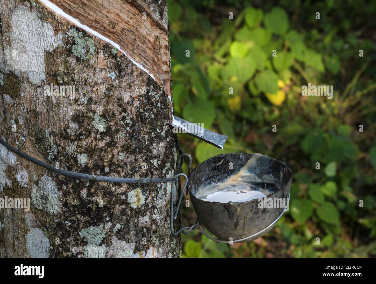 Lattice elastico di gomma estratto da albero di gomma Kerala India Foto Stock