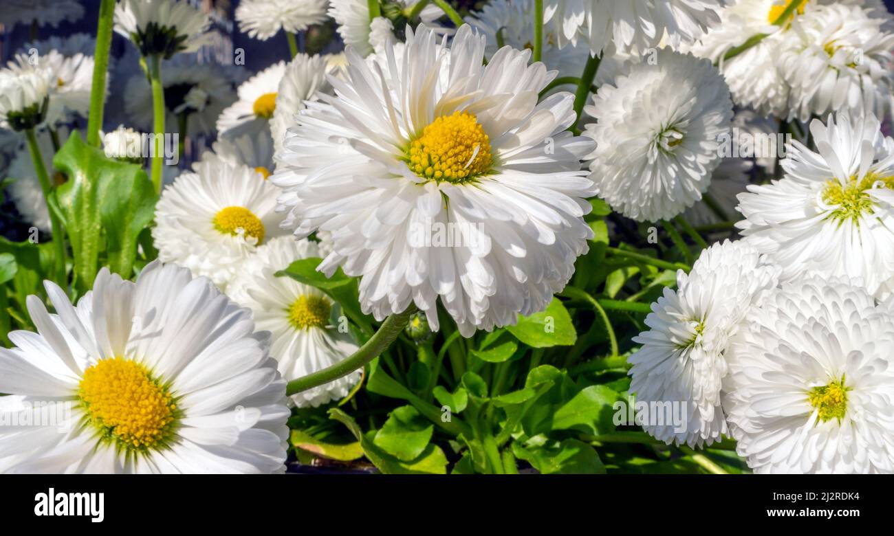 Primo piano di alcuni fiori a margherita bianchi illuminati di sole Foto Stock