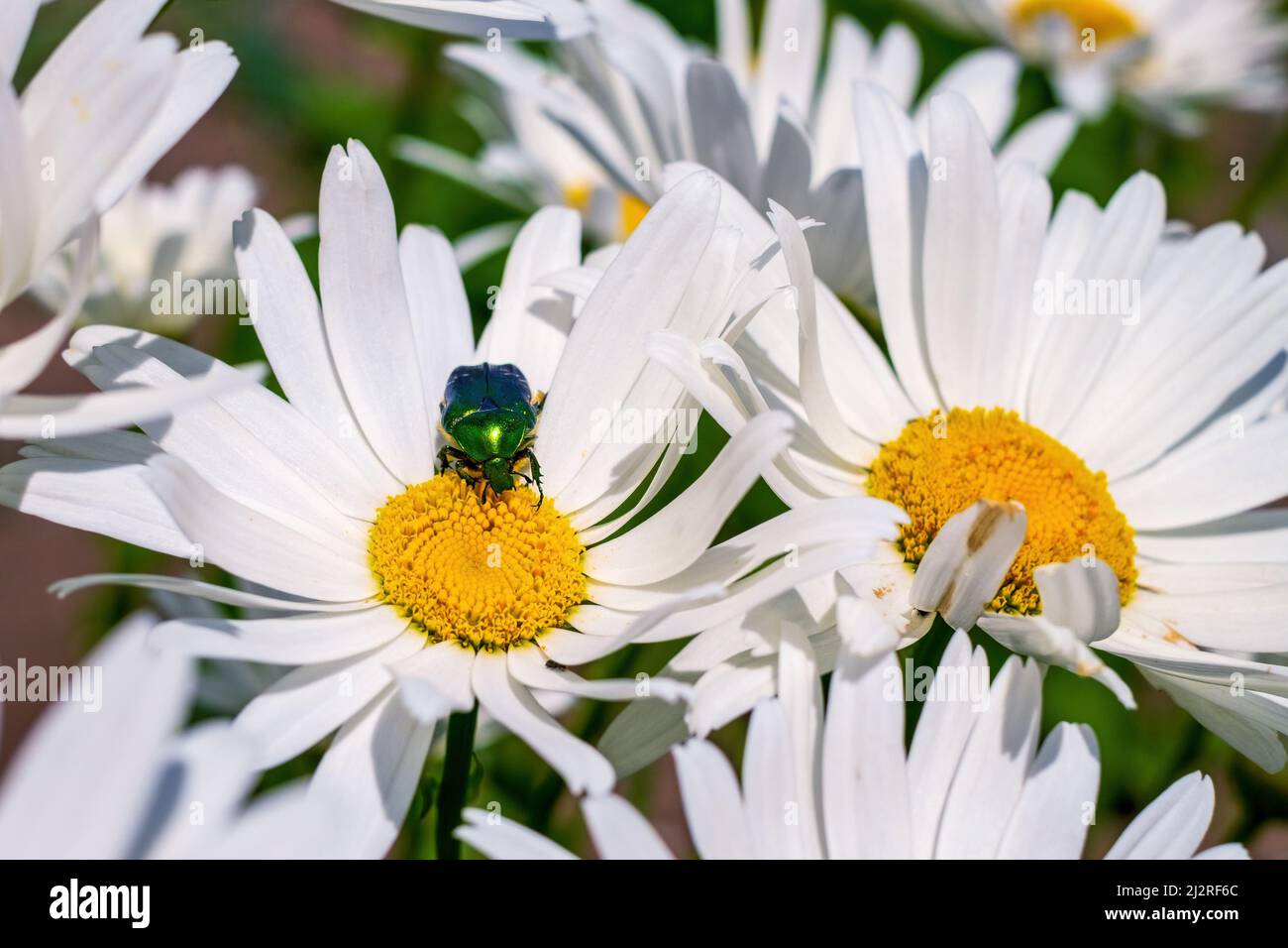 Cetonia aurata (rosone o il rosone verde) sul fiore marguerite raccoglie nettare Foto Stock