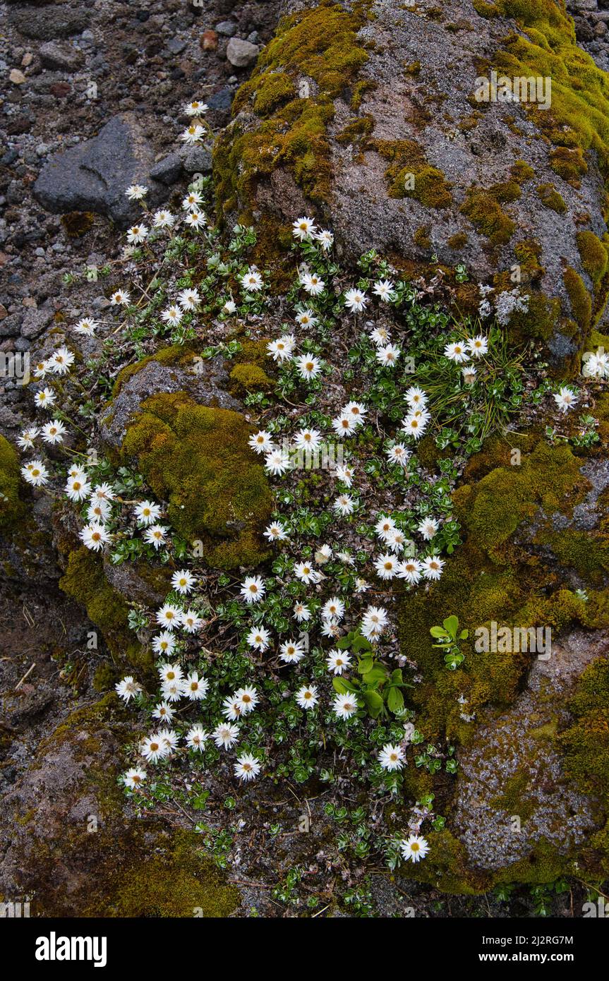 Fiore eterno neozelandese (Anaphalioides bellidioites) nella regione alpina del Taranaki (Monte Egmont) sull'Isola del Nord, Nuova Zelanda. Foto Stock