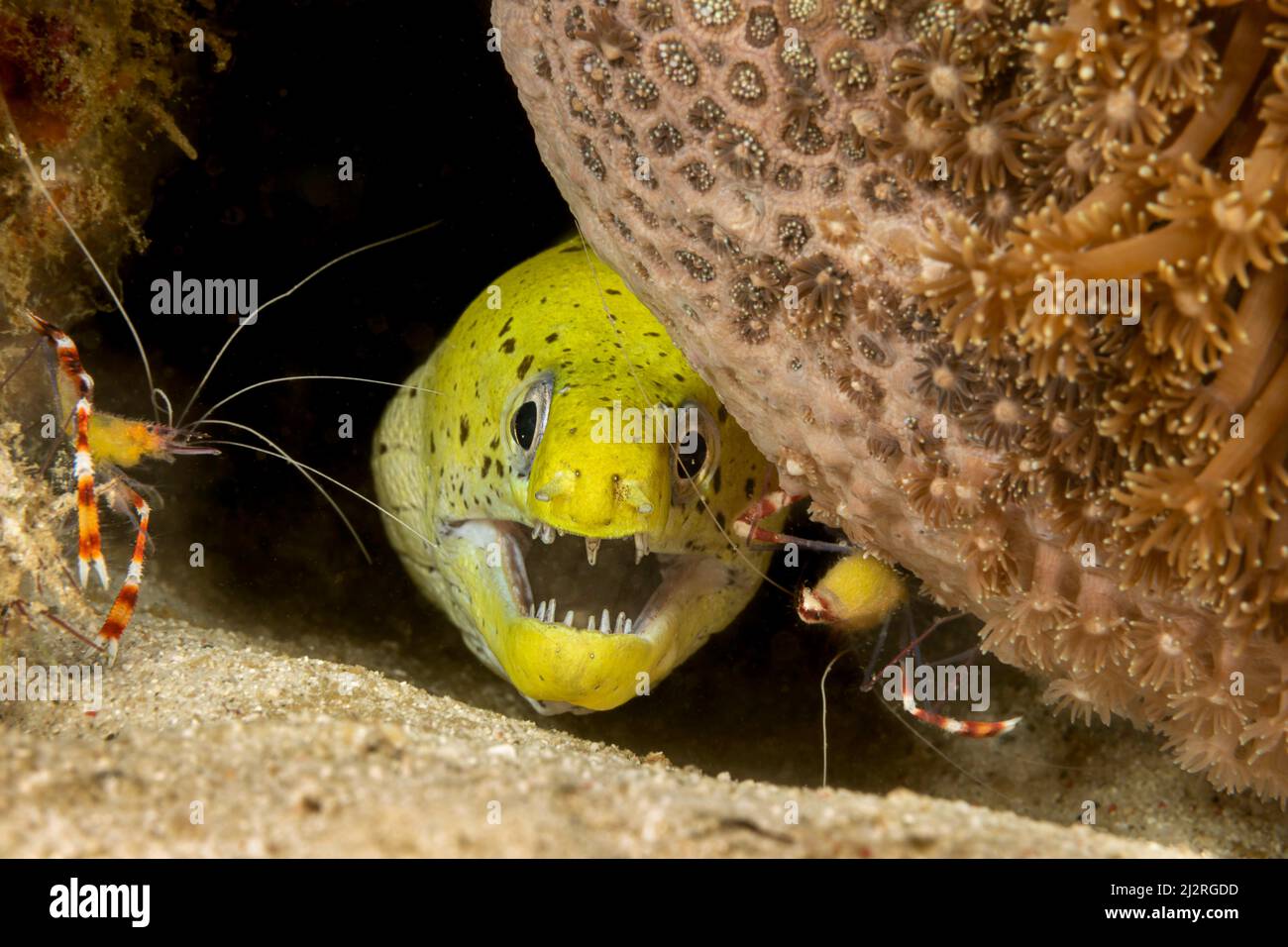 Un morano fimbriato, Gymnothorax fimbriatus, con due gamberetti di corallo a bande, Stenopus hispidus, Filippine. Questo morso è anche definito come un punto oscuro Foto Stock