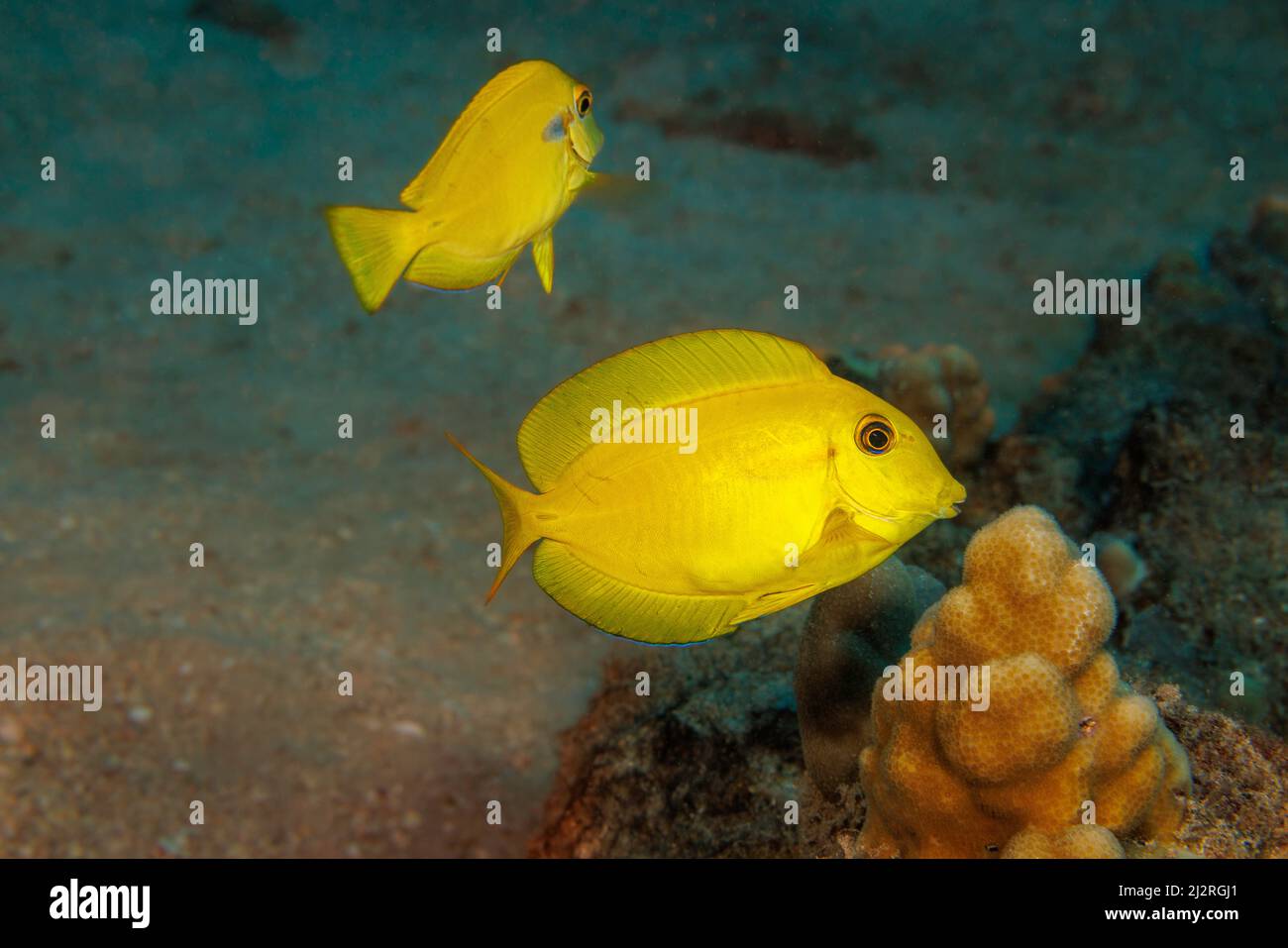 Questi giovani orangeband surgeonfish, Acanthurus olivaceus, sarà completamente diverso come adulti, Hawaii. Foto Stock