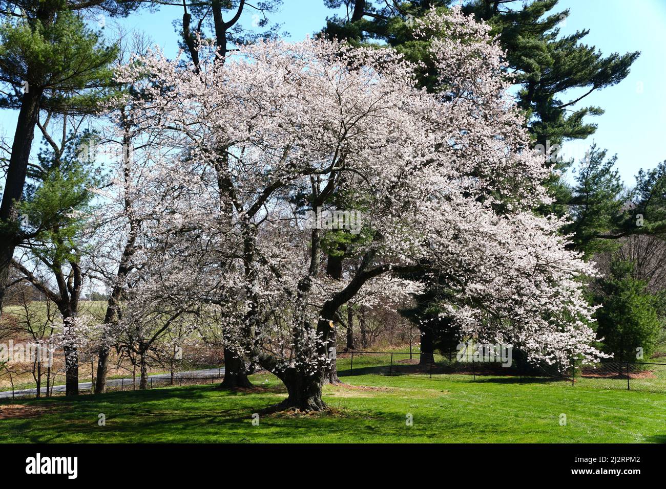 Bellissimo albero fiorito di ciliegio bianco al suo picco di fioritura Foto Stock