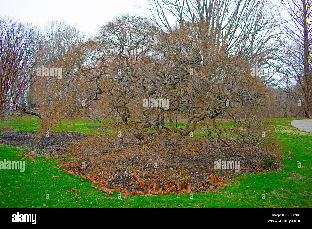 Ramificazioni storte di un albero di acero giapponese nano prima di foglie formanti all'inizio della primavera -04 Foto Stock