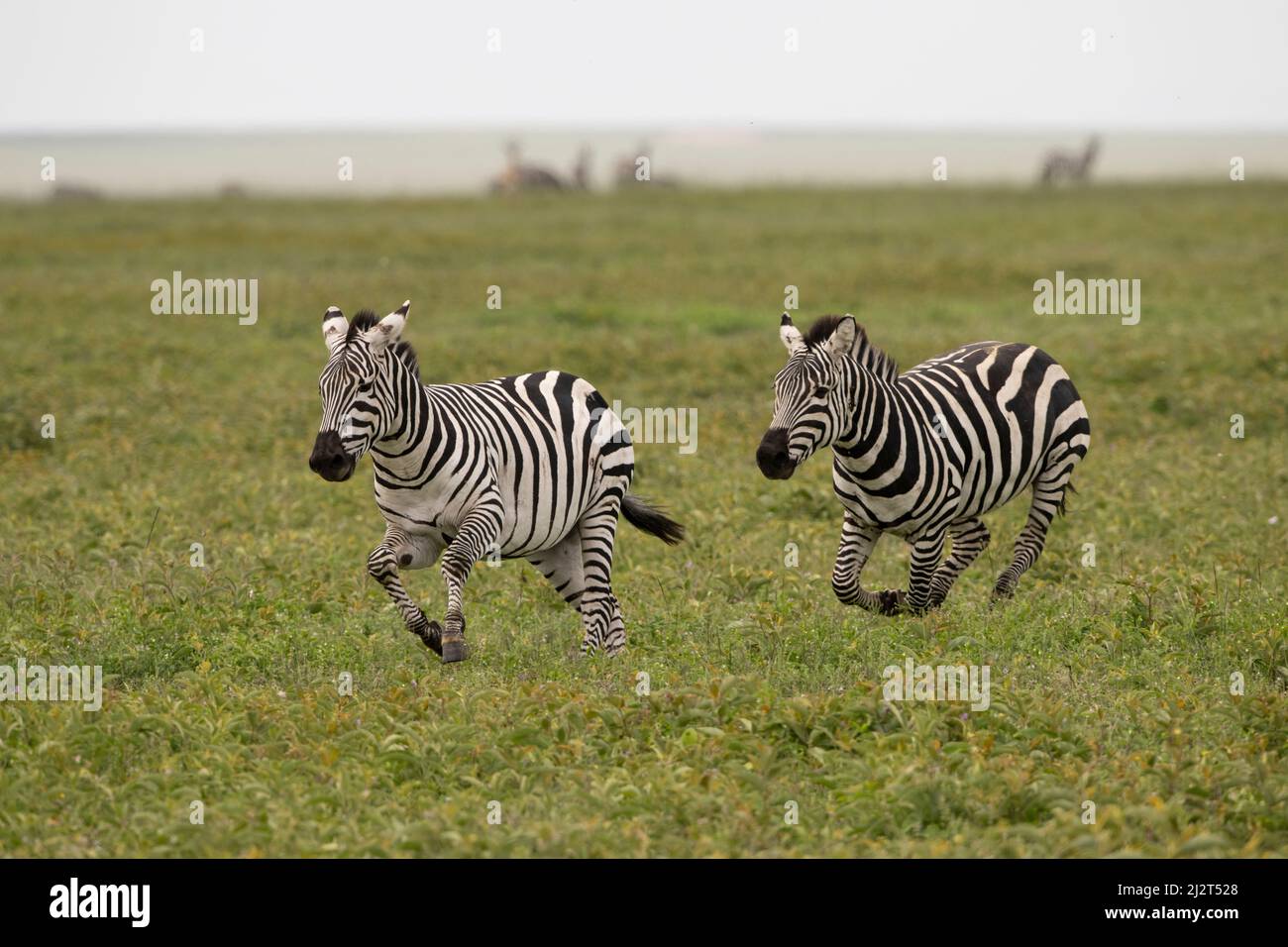 Combattimenti Zebre maschili, Tanzania Foto Stock