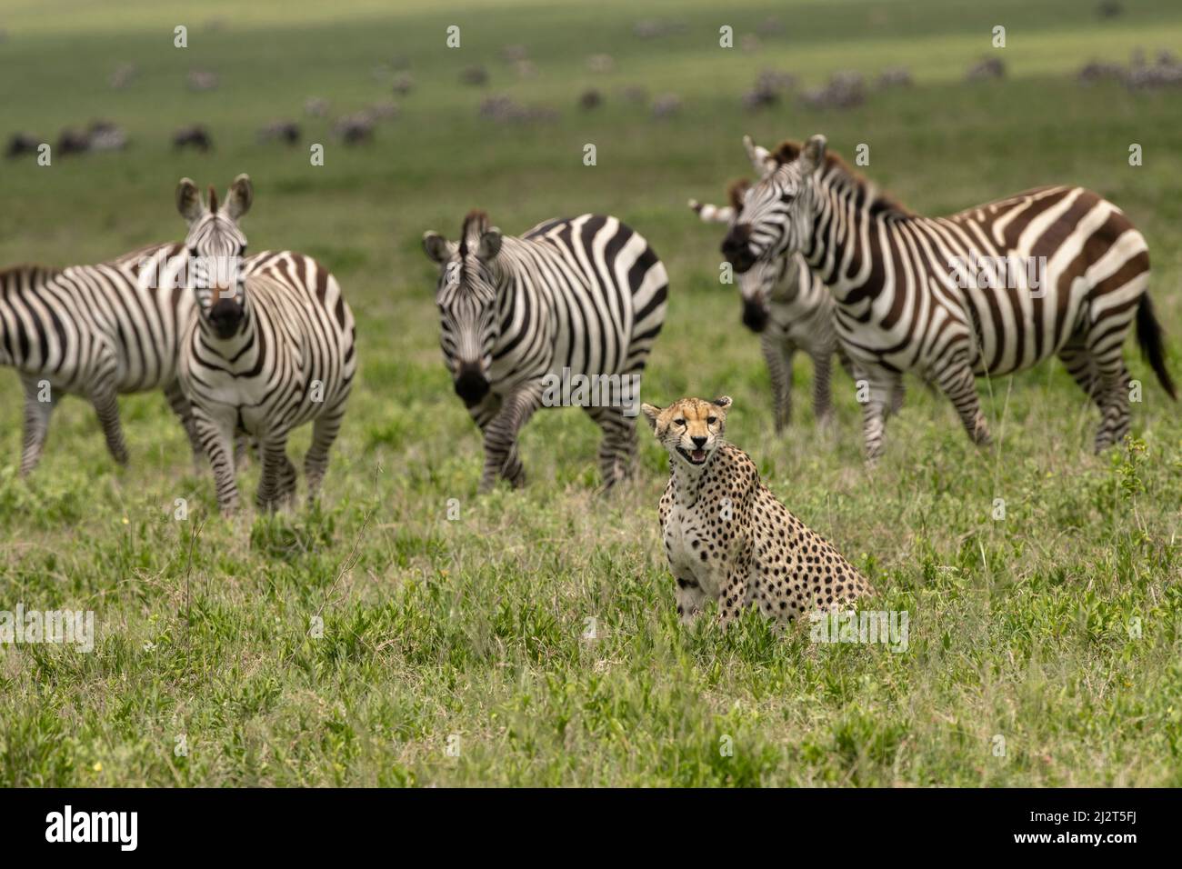 Zebre che guardano un ghepardo, Tanzania Foto Stock