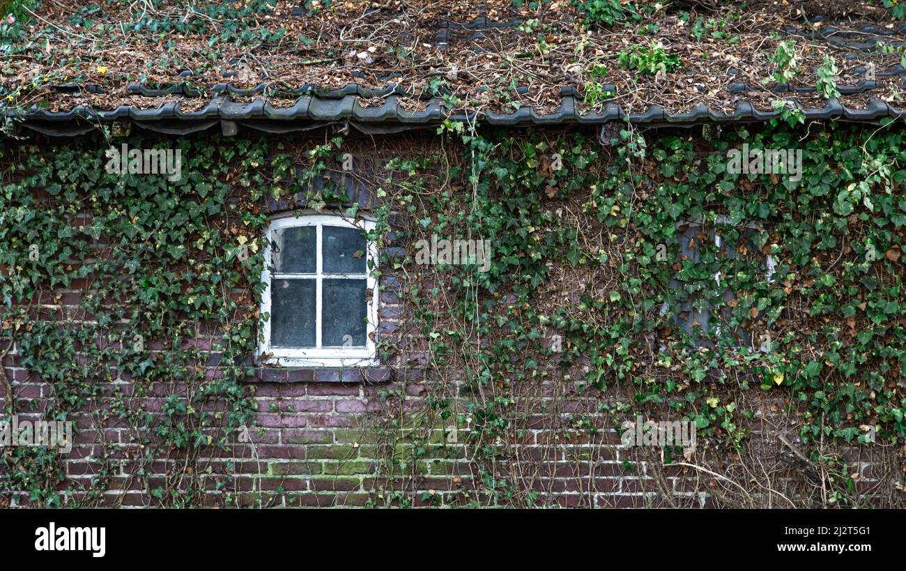 Una vecchia casa in mattoni coltivata con edera. Foto Stock