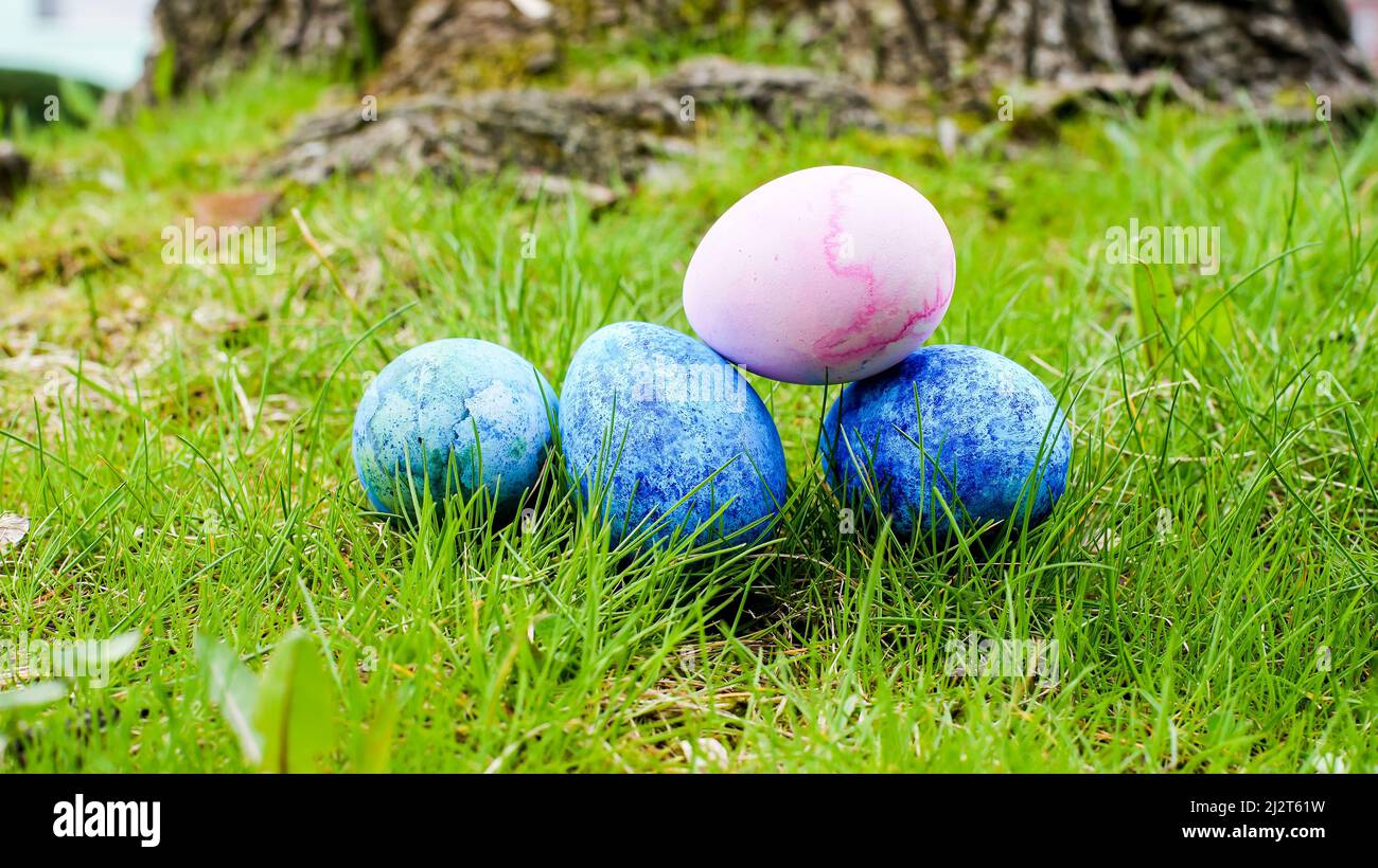 Uova di Pasqua multicolore pronte per la caccia all'uovo all'aperto in erba Foto Stock