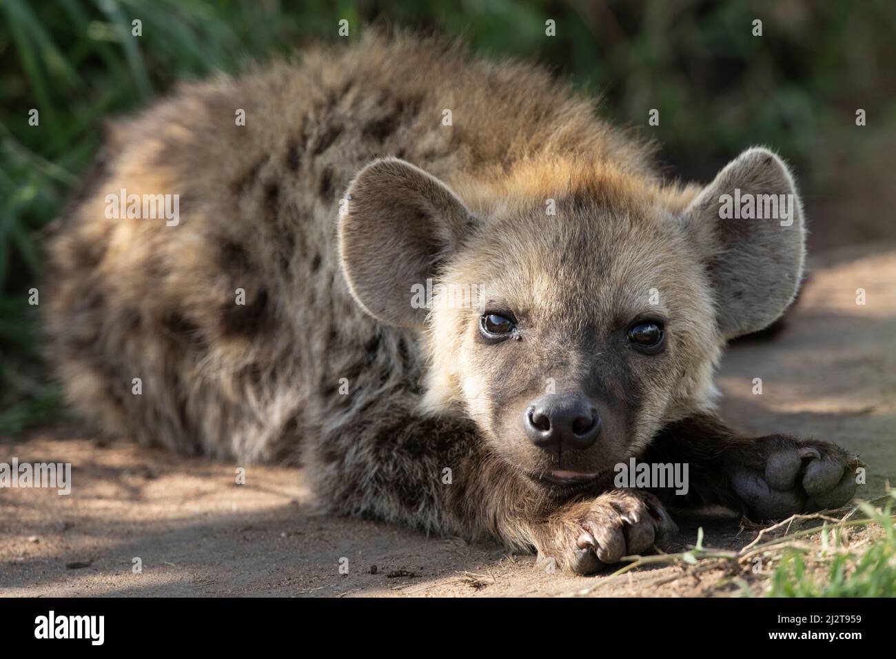 Piccola iena sdraiata immagini e fotografie stock ad alta risoluzione -  Alamy