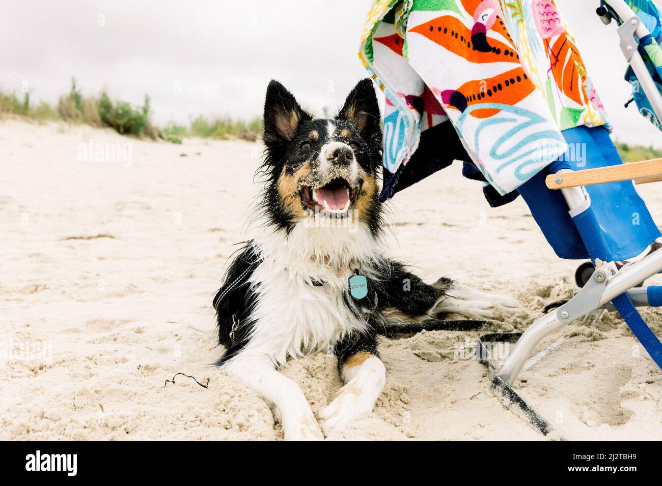 sorridente cane felice Foto Stock