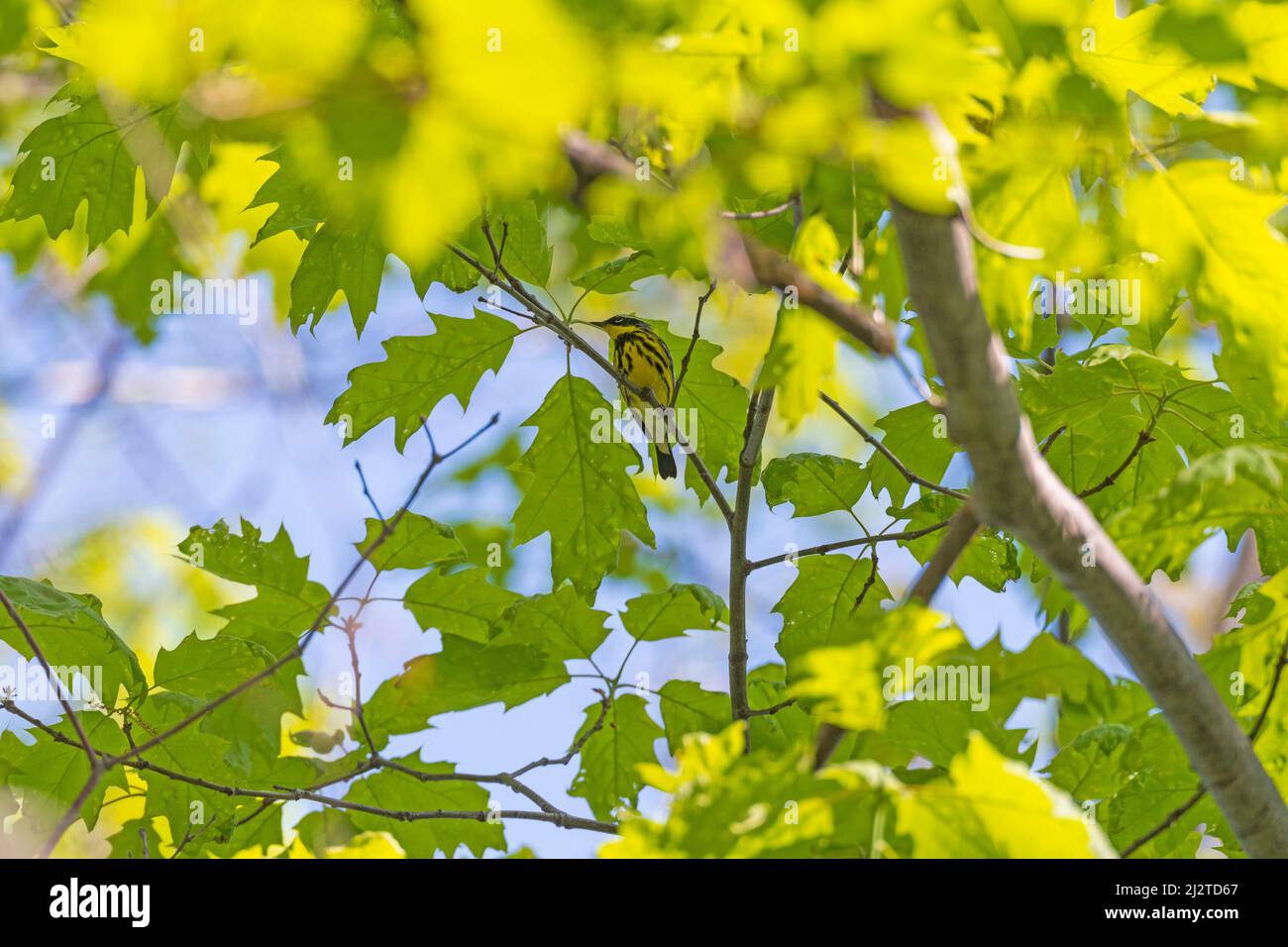 Un Magnolia Warbler Hiding negli alberi nel Presque Isle state Park in Pennsylvania Foto Stock